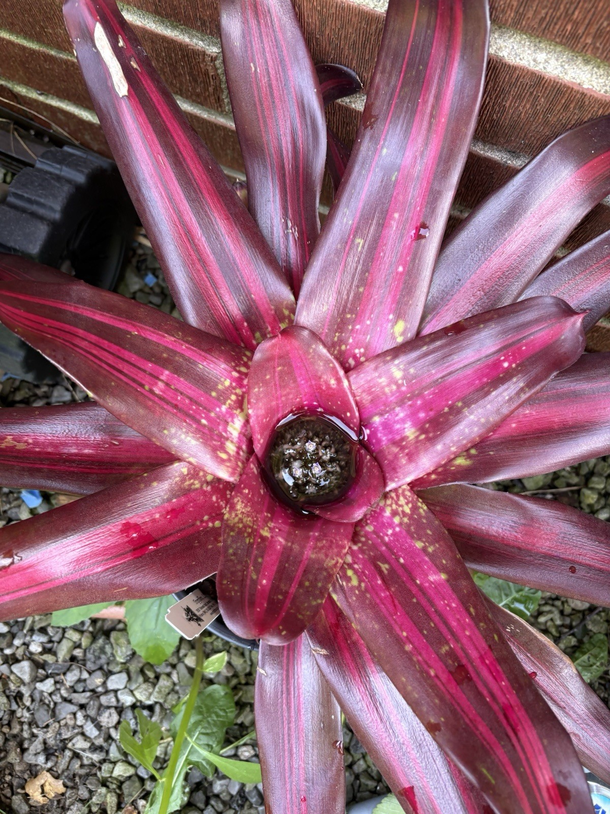 Neoregelia ‘Acid Test’ MATURE Linzant Hybrid Bromeliad