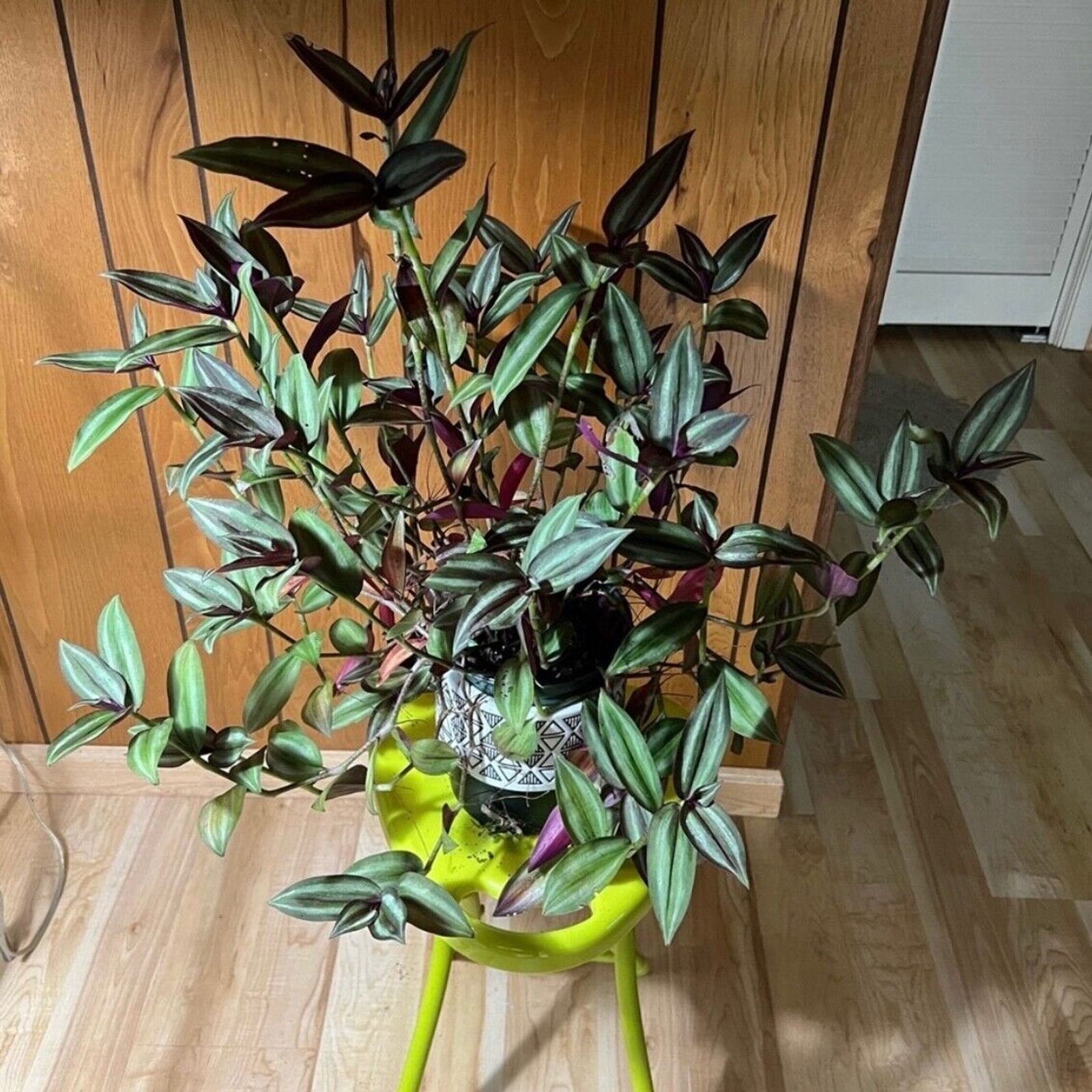 10 Wandering Jew UNROOTED Cuttings Tradescantia Zebrina Cuttings Purple Silver