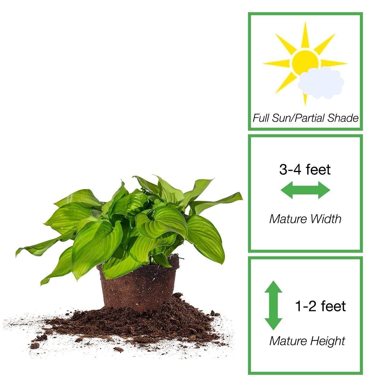 Live Guacamole Hosta Shrub 1 Gallon | Outdoor Perennial Plant | Bright Green Fol