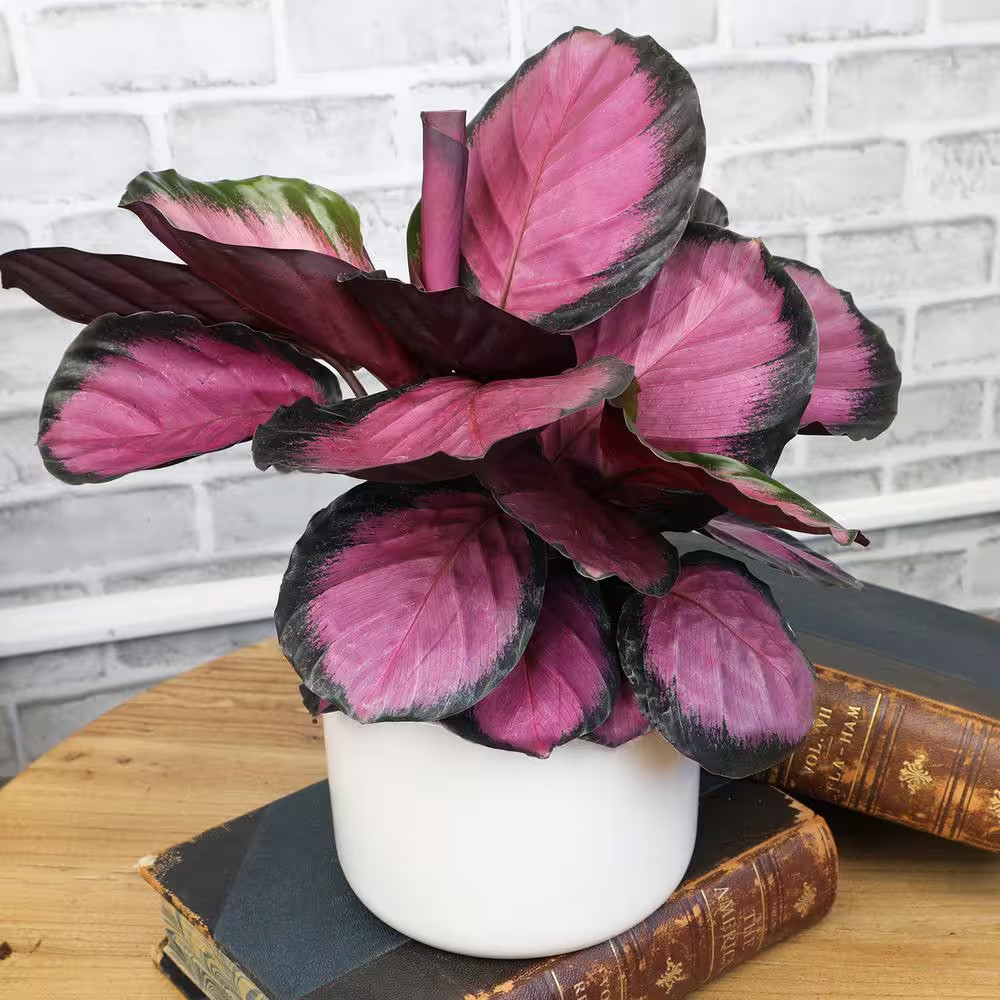 6 In. Calathea Roseopicta Rose Painted Calathea Live Purple House Plant Pot