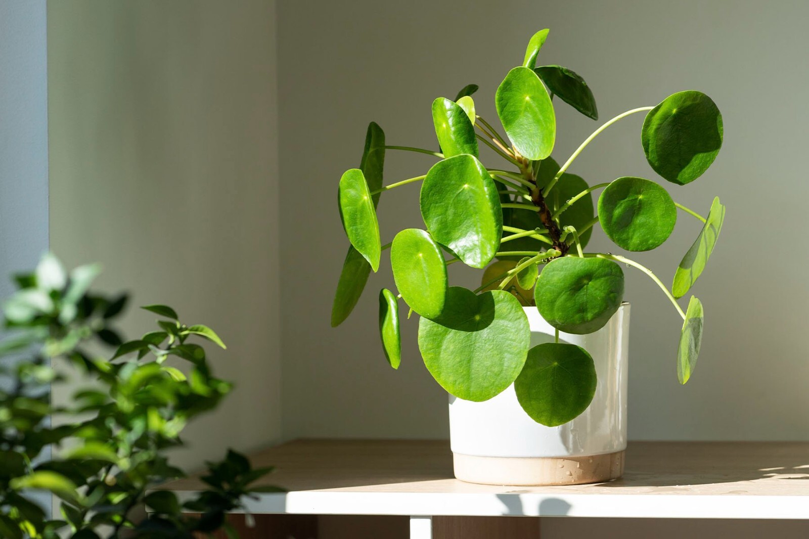 Pilea Peperomioides Chinese Money 4in pot – Chinese Money Plant – UFO Plant
