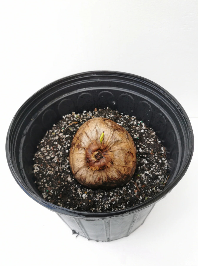 🥥 1 Dwarf Green Malayan Coconut Seed – Tropical Edible Palm – Unsprouted
