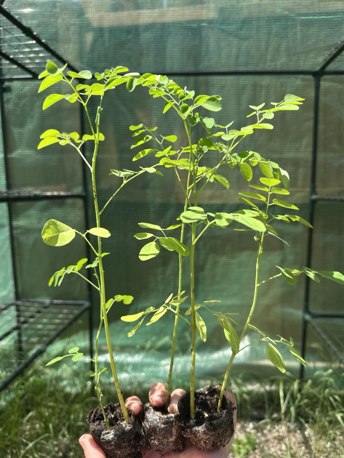 Moringa Plants 4 LIVE Seedling 1 Foot Tall Superfood Medicinal Tree Miracle Tree