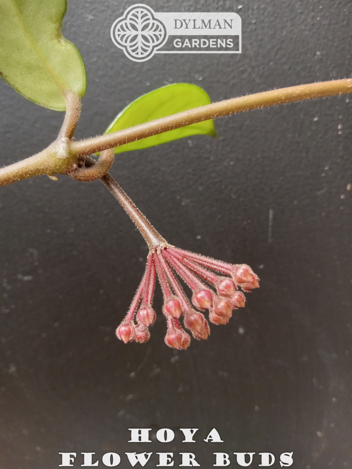 Hoya (Hoya carnosa) – Wax Plant – Porcelainflower – Live Plant – Multiple Sizes