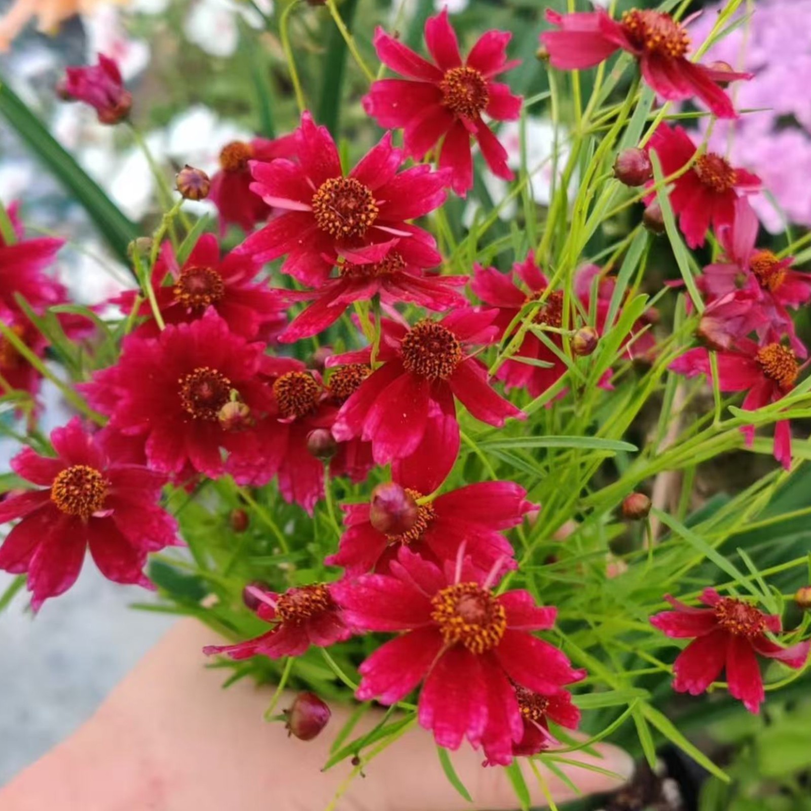 100 Tall Red Plains Coreopsis Seeds – Vibrant Wildflowers for Easy Summer Color