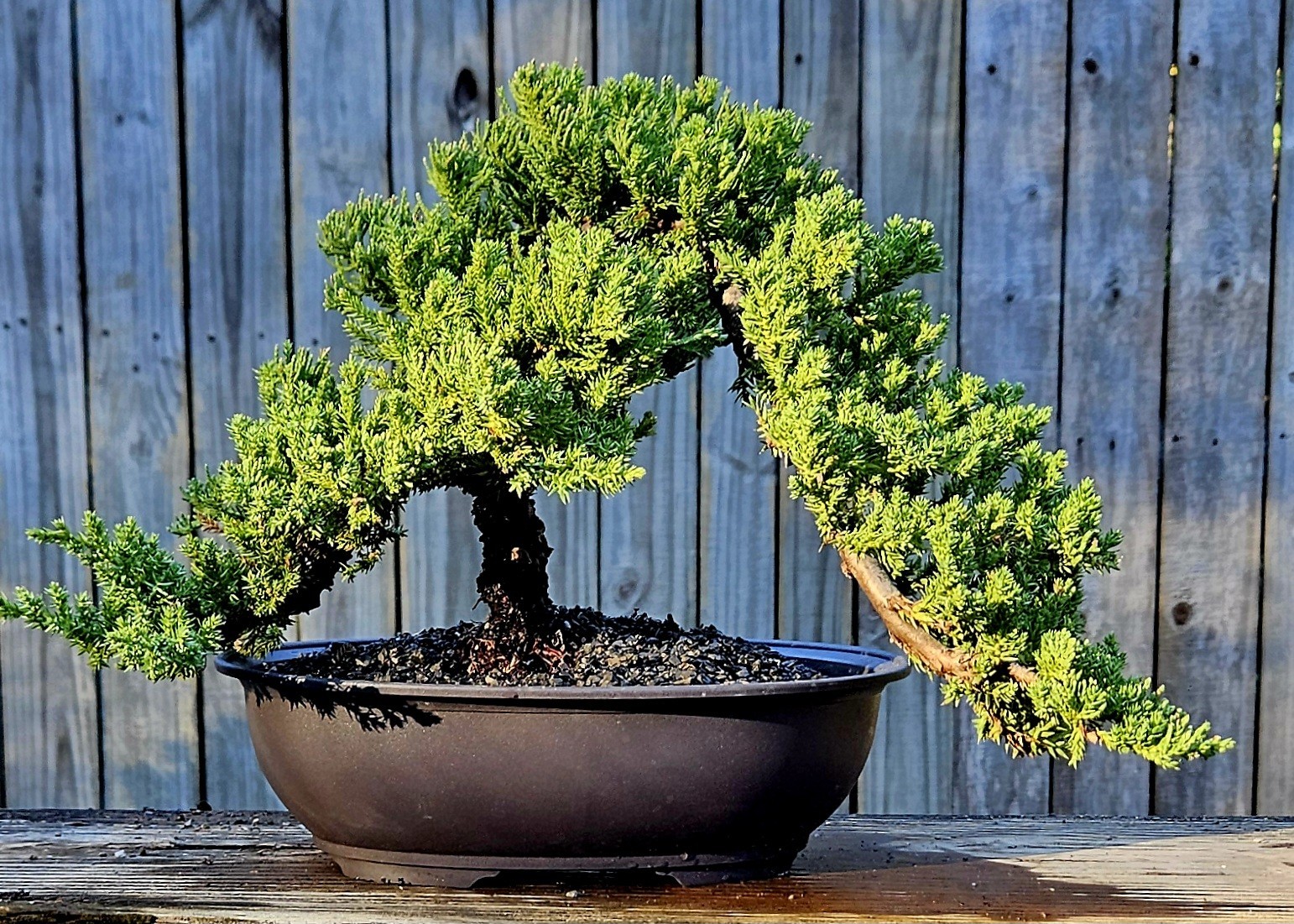 Japanes Juniper Bonsai In 9 Inch Plastic Pot With Tray. 15 Year Old Beauty.