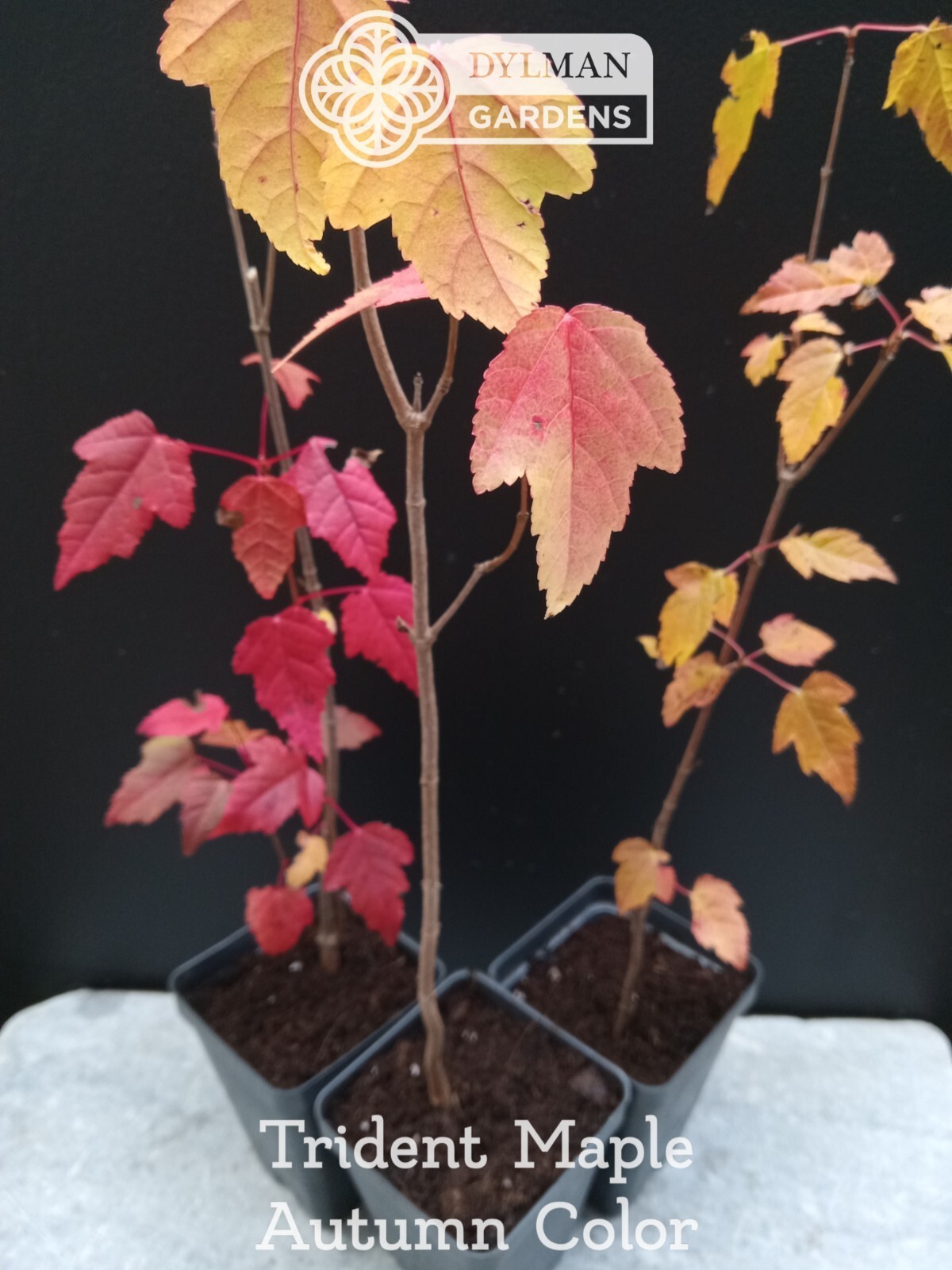 Trident Maple Tree (Acer buergerianum) – Bonsai – Live Plant – Multiple Sizes