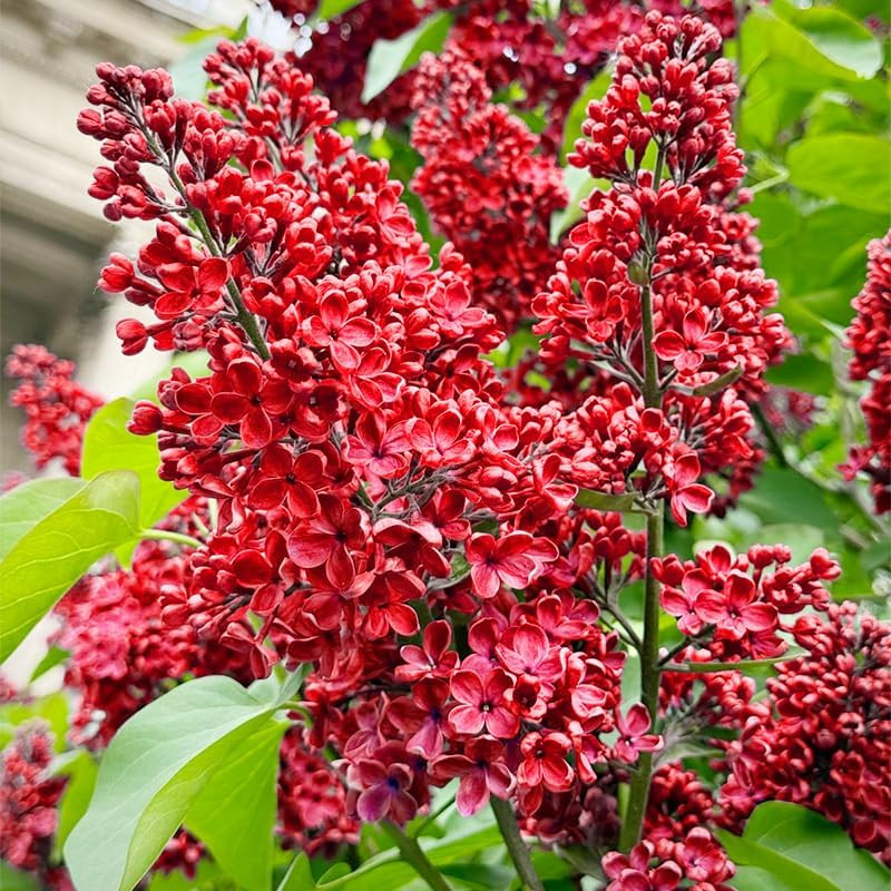 220+ Mix Lilac Flower Seeds for Planting- Fragrant Flowers Flower Perennial Bush