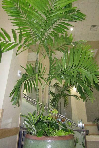 Ptychosperma elegans | Elegant or Solitaire Palm | 20 Seeds