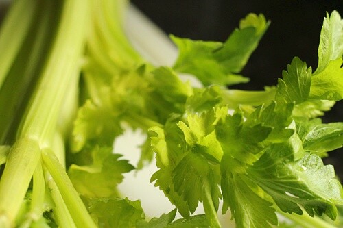 1000+ Tendercrisp Celery Seed, Heirloom NON-GMO Fresh Seeds FAVORITE & FLAVORFUL