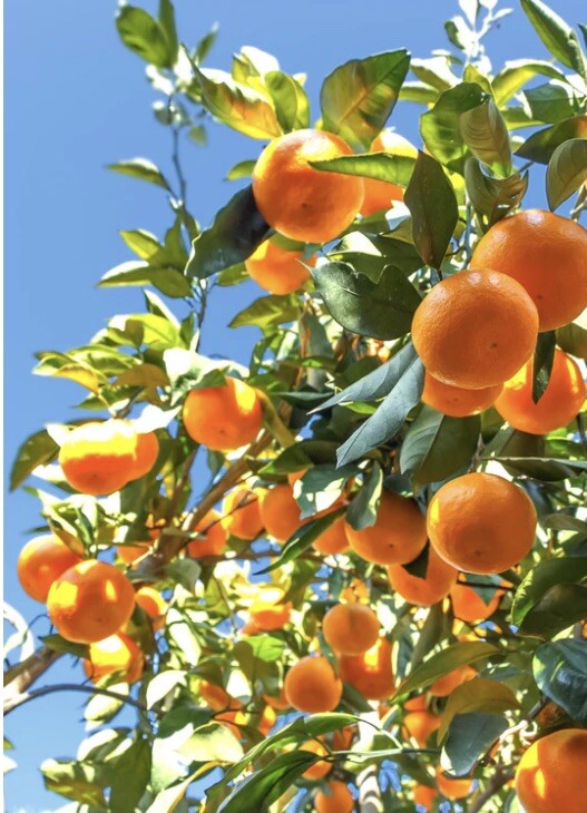Florida only! Satsuma Frost Owari grafted 26–30 inches tall