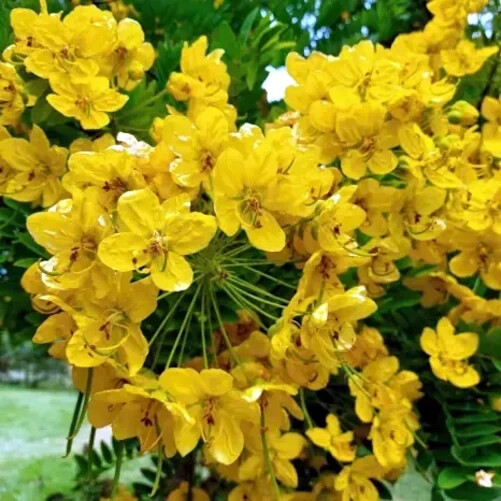 GOLDEN SHOWER TREE SEEDS (Cassia fistula) Weeping Gold Rush Yellow Flowers Fast