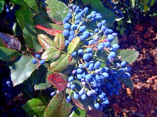 Oregon grape holly, 50 seeds. native wildflower, Mahonia aquifolium. USA seller