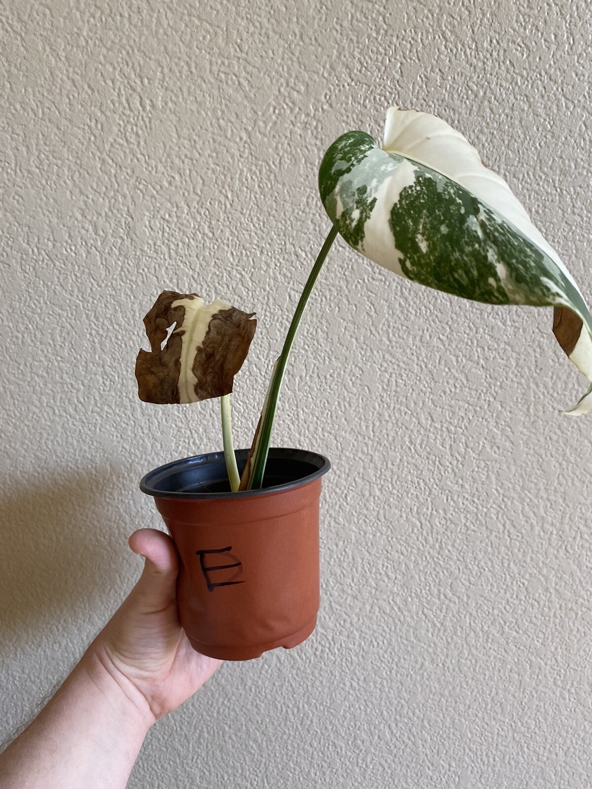 Variegated Monstera Albo Borsigiana – See Description – Available: A, B, D, E