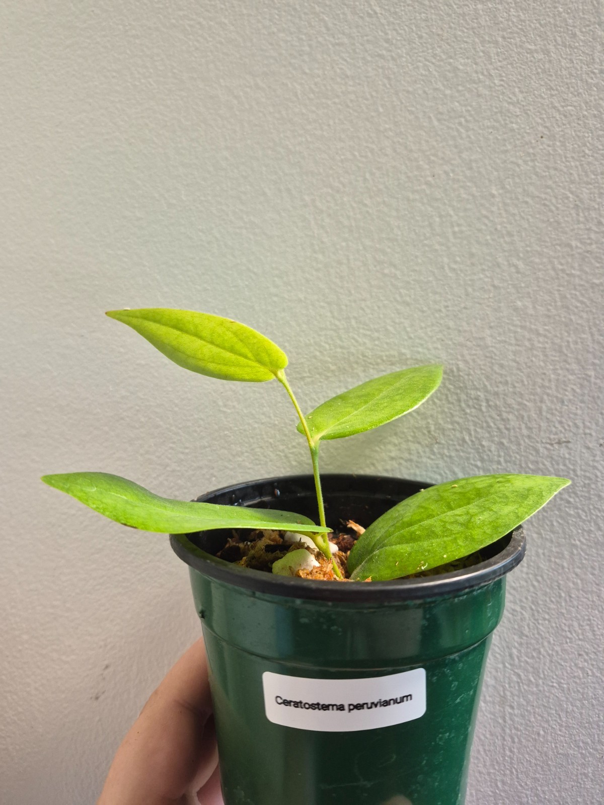 Rare Ceratostema peruvianum cutting Neotropical Ericad