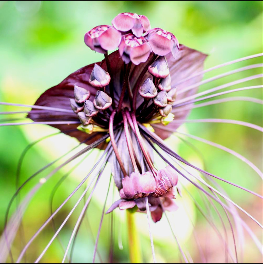 Set 2 Black Tacca Live Starter Plants, size 2″Pot, Black Bat Flower, Ship No Pot
