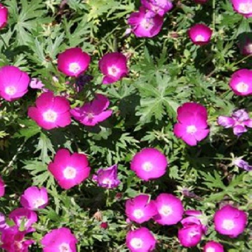 Winecup (Callirhoe involucrata) Purple Poppy Mallow, Buffalo Rose Perennial