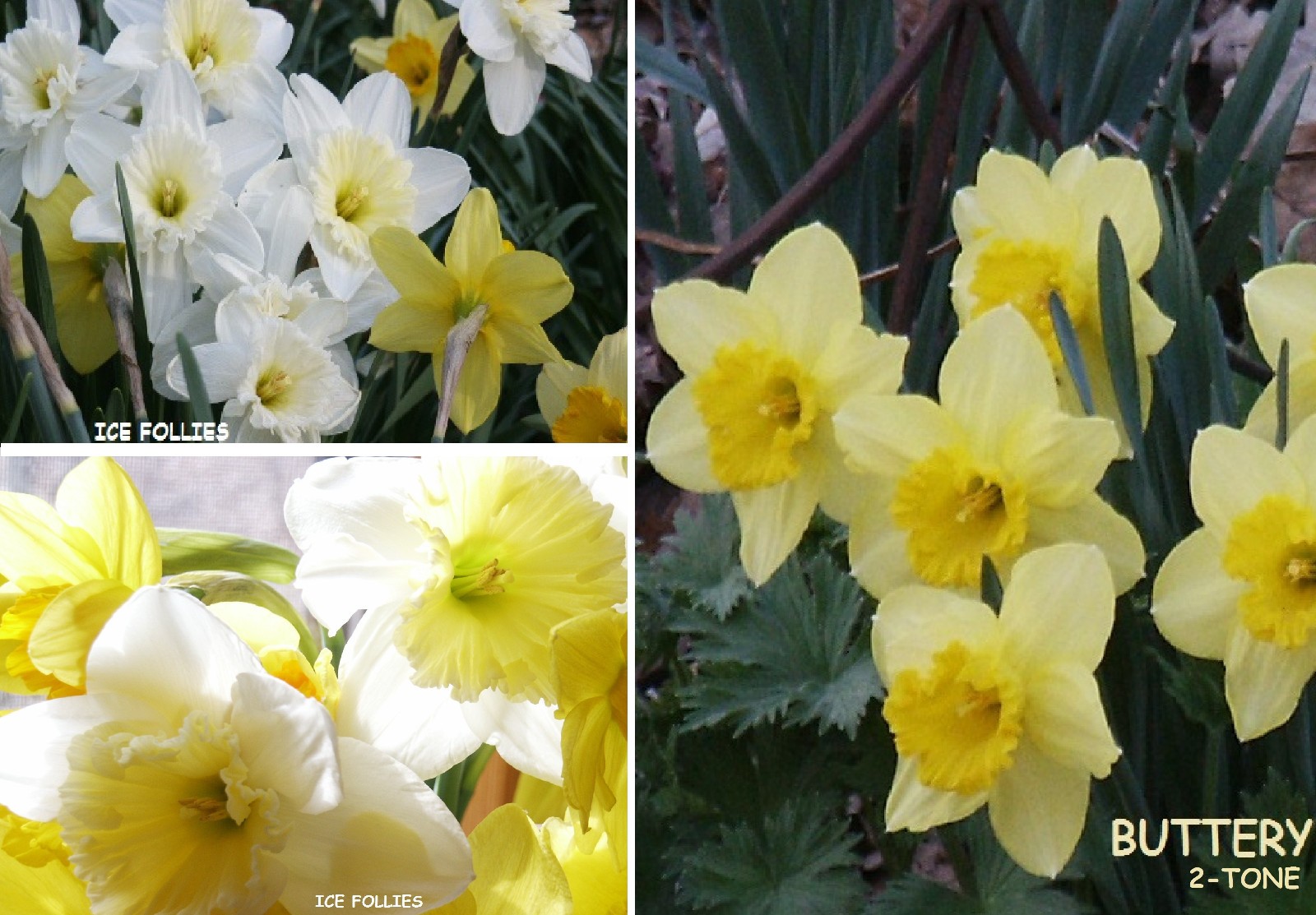 167 DAFFODIL BULBS * 6 Varieties * *PlsREAD* Jonquils Narcissus FromMyGarden