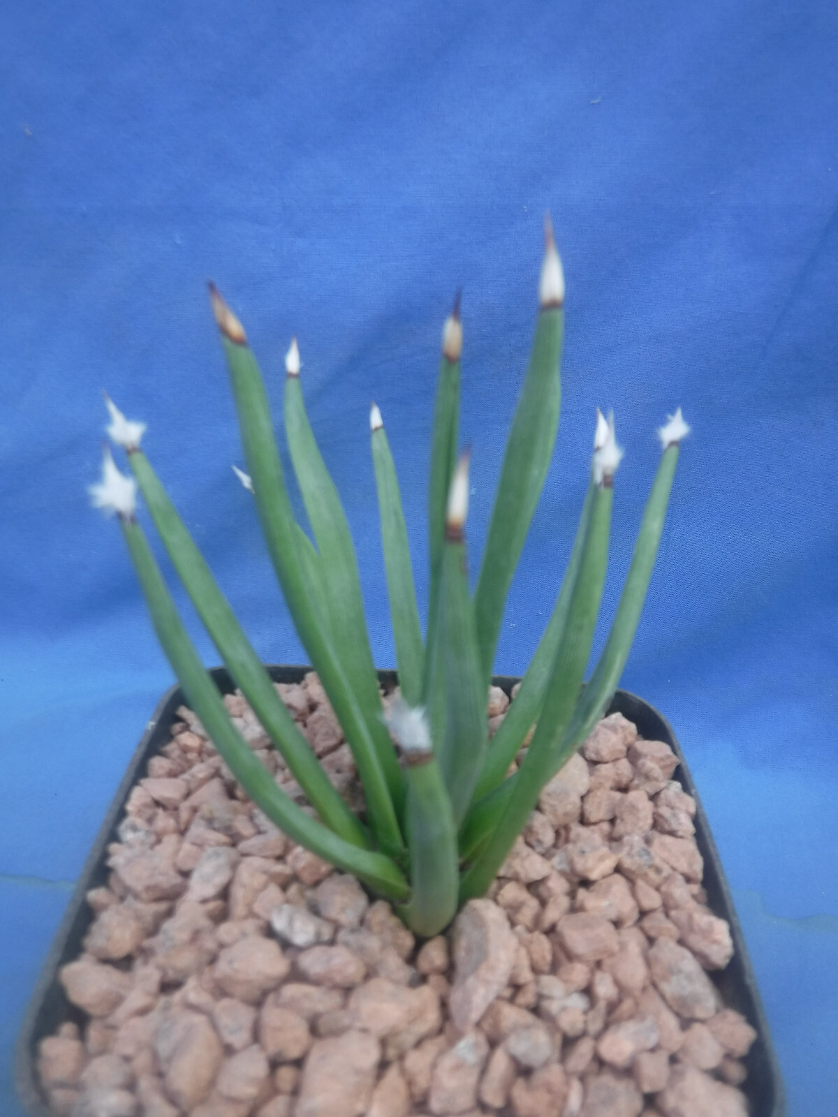 Agave albopilosa “Tufts” Plant VERY RARE Agave! 5+ Years Old! 4″ Wide NICE! B8
