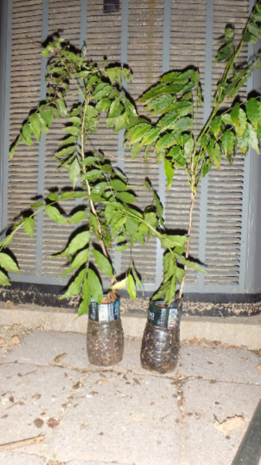 WISTERIA Blue Moon, Purple Flower Fragrant, well rooted seedling 1 yo