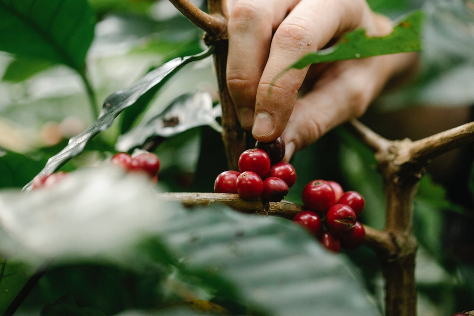 Indian Kamataka Monsooned Malabar Coffee Bean Tree Seeds (25) / Super Rare