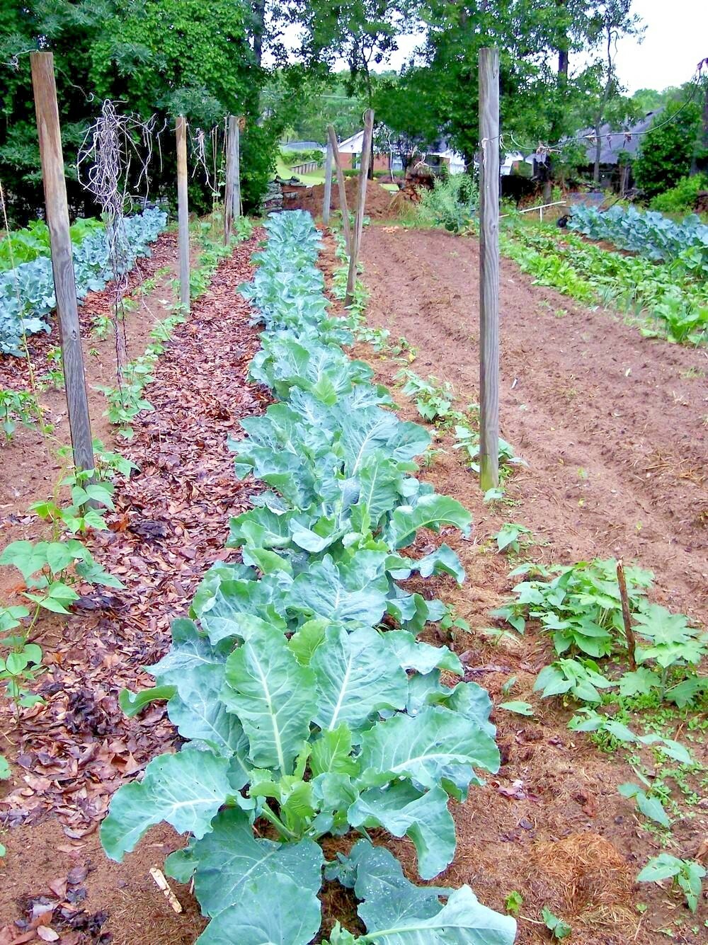 601+GEORGIA COLLARD GREENS Seeds Heirloom Vegetable Spring Fall Garden Container