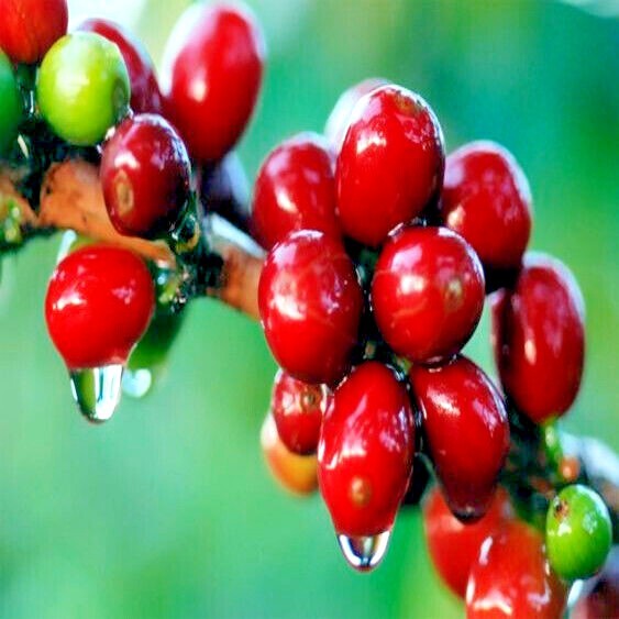 20 Coffea arabica Seeds Tropical EXOTIC Coffee Bean Indoor House Plant Tree RARE
