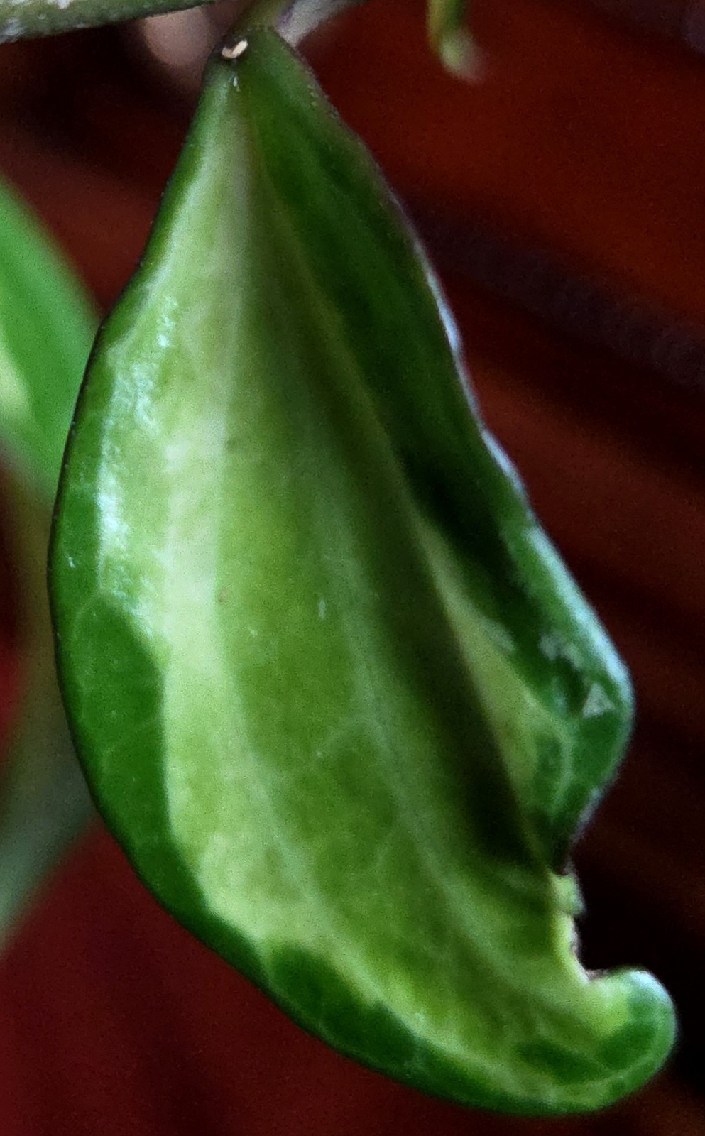 Rare Reverse Variegated Hoya Latifolia 24″ Tall Not Monstera Philodendron Aroid