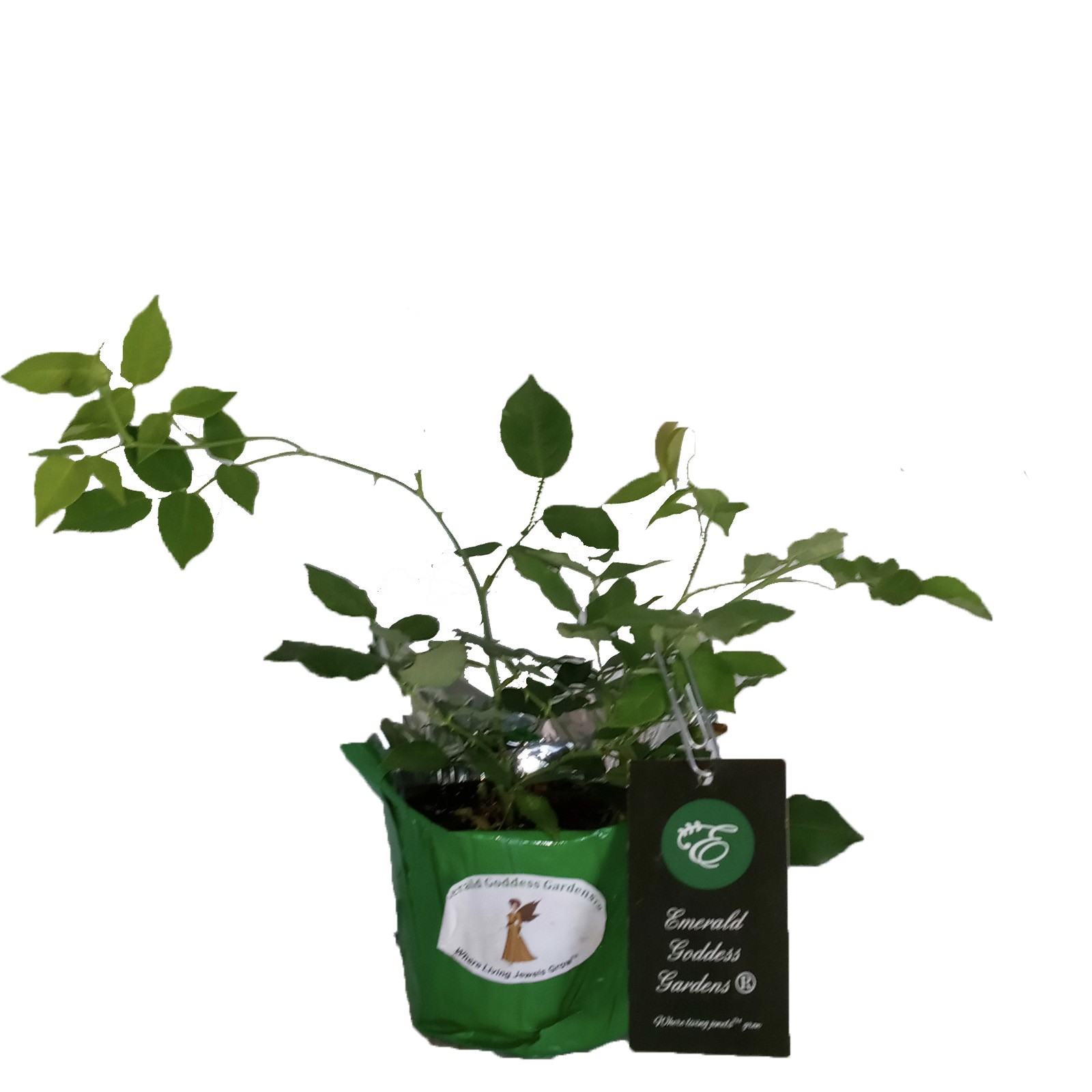 SMITH PARISH Yellow Heirloom Rose Live Plant White Red Stripe Bermuda Mystery