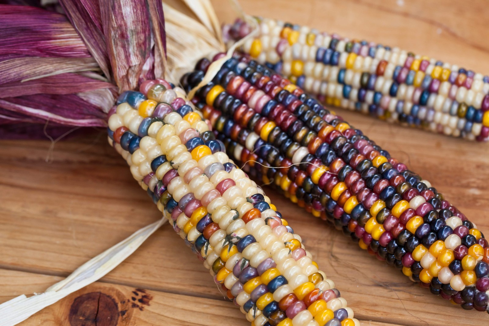 100 Ornamental INDIAN CORN WAMPUM Mixed Colors Zea Mays Vegetable Seeds