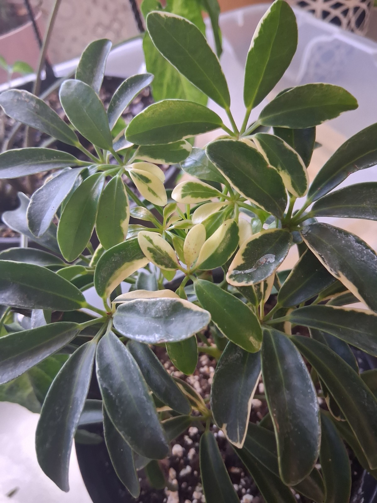 Schefflera Arboricola ‘Moondrop’ (Dwarf Umbrella Tree – Variegated)