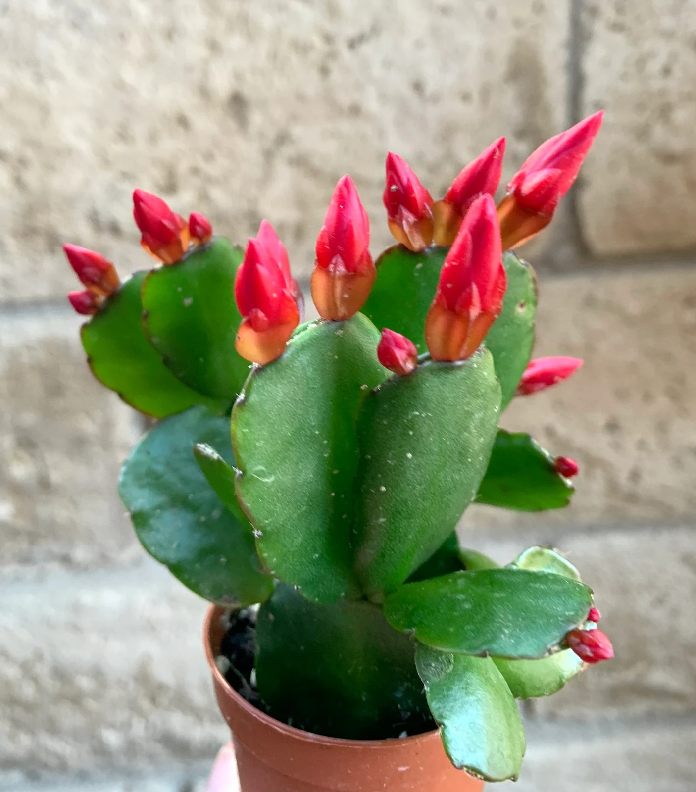 Red Flower Easter Cactus Rhipsalidopsis Gaertnerrii, 2″ Pot
