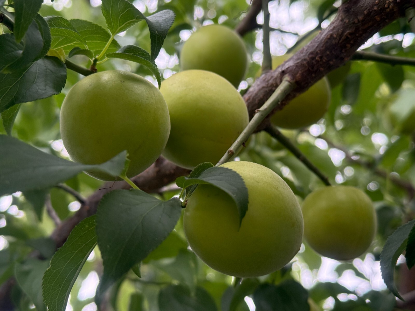 1 Japanese Ume Fruit Tree, or Plum Fruit Tree, Prunus Mume, Maesil, Tree