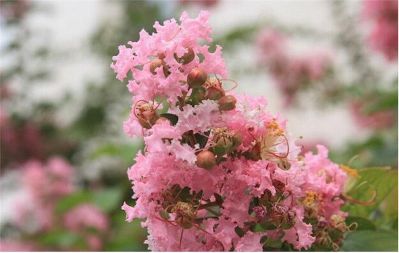 20 SEEDS CRAPE/CREPE MYRTLE flowering bloom tree bush rare exotic plant garden