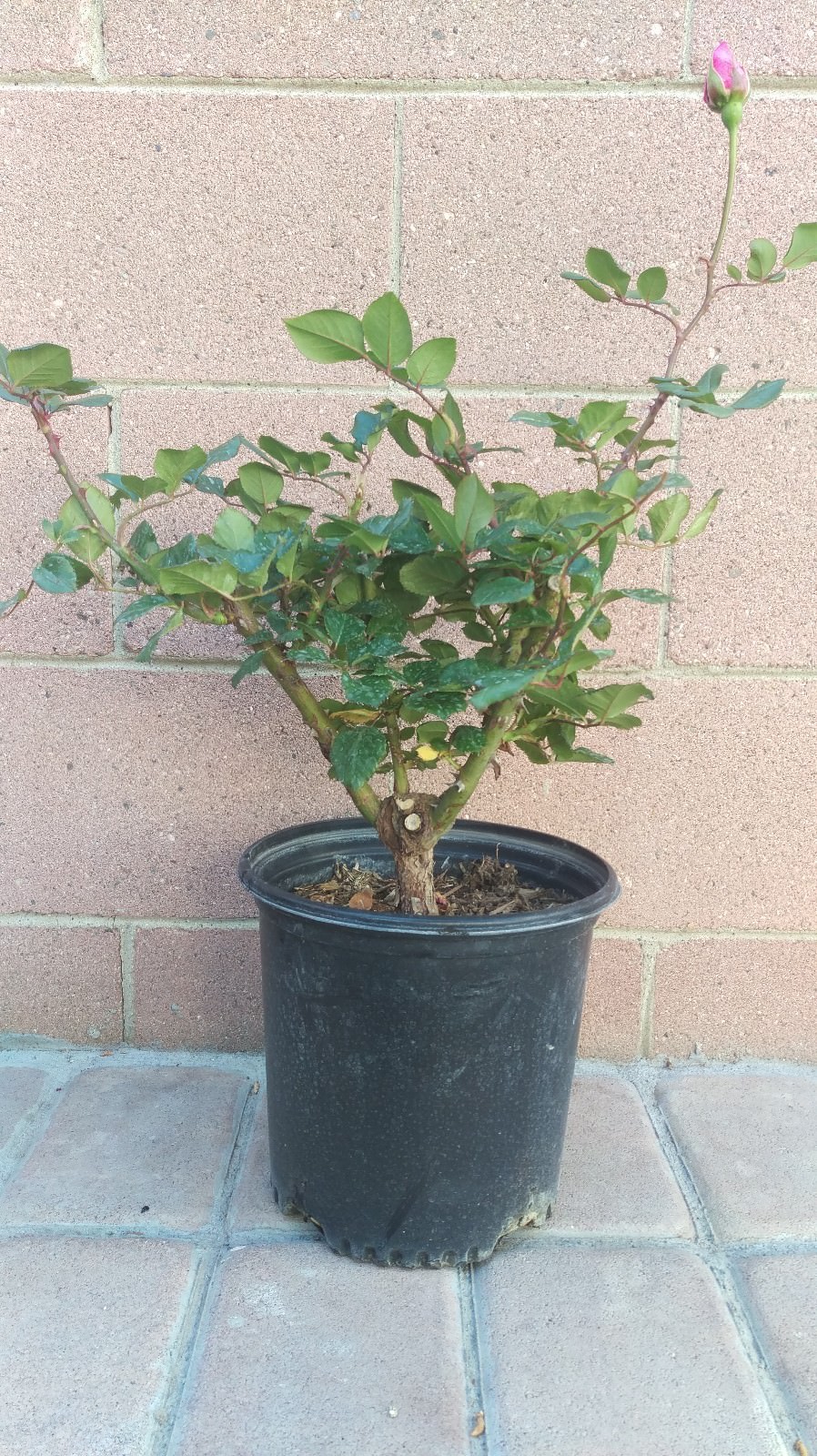 Gold Glow Rose Live Plants (Yellow Flower)