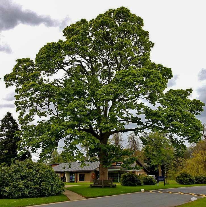 American Sycamore Tree – 24-36″ Tall Seedling, Live Plant, Platanus occidentalis