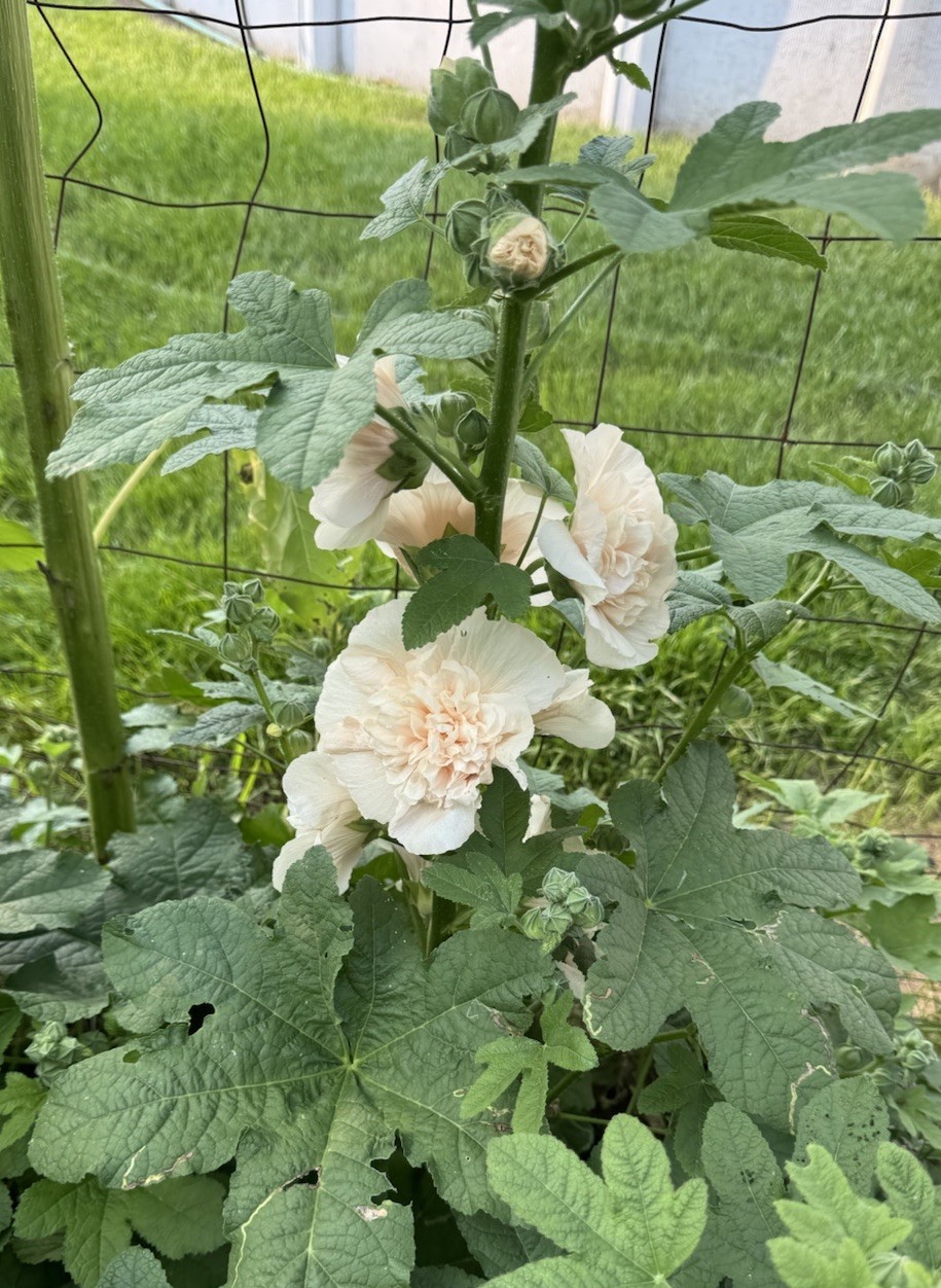 25 Heirloom Hollyhock Seeds Majorette Double Champagne non-GMO *1st Year Bloom*