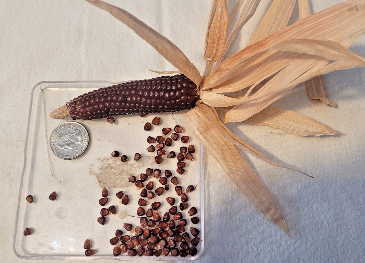 Chiers Baby Corn Seed Zea Mays 5 Grams Approx 80-90 Seeds