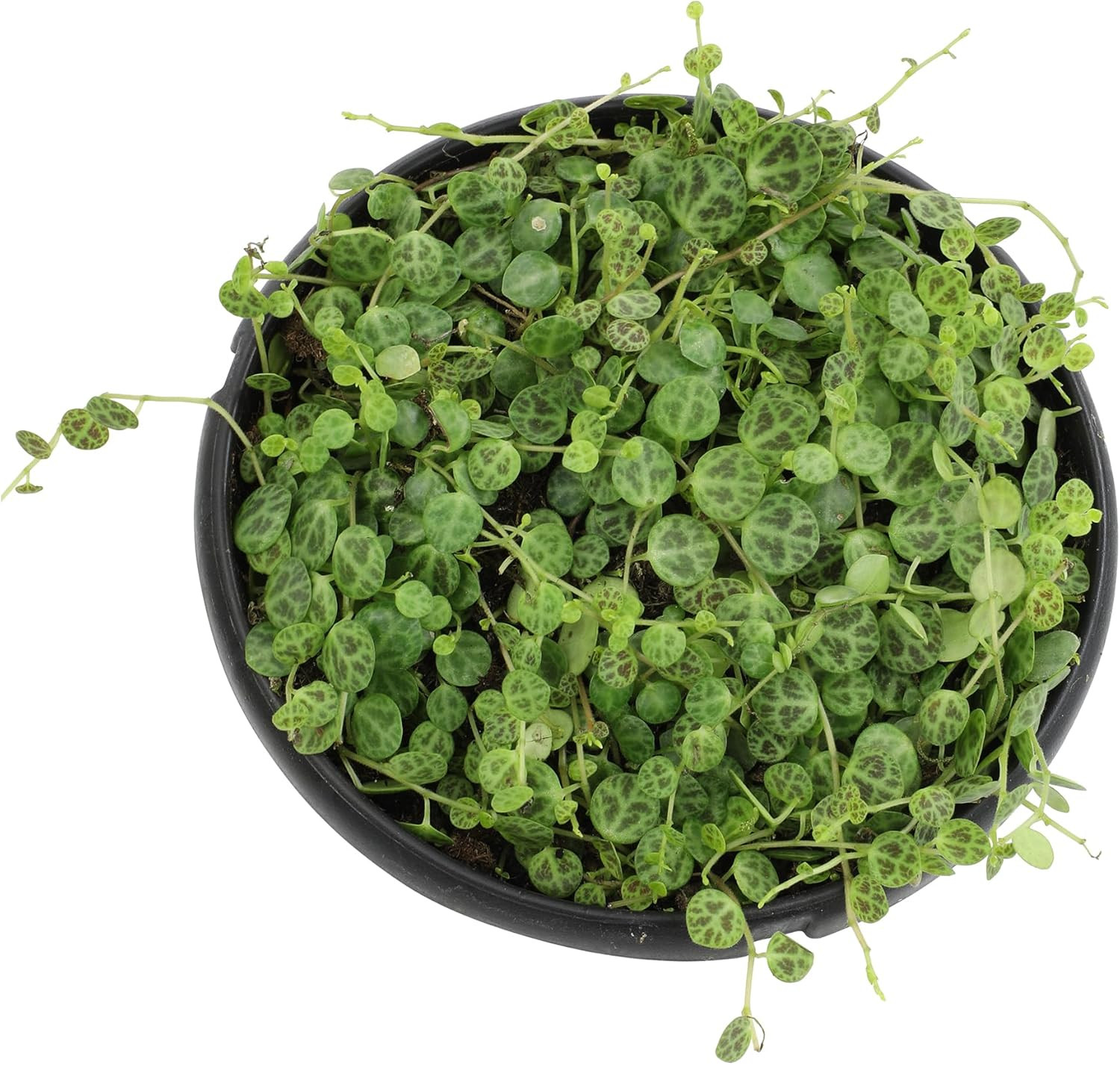 String of Turtles Live Plant Hanging Basket, Pet Friendly Live Indoor Plants, Pe