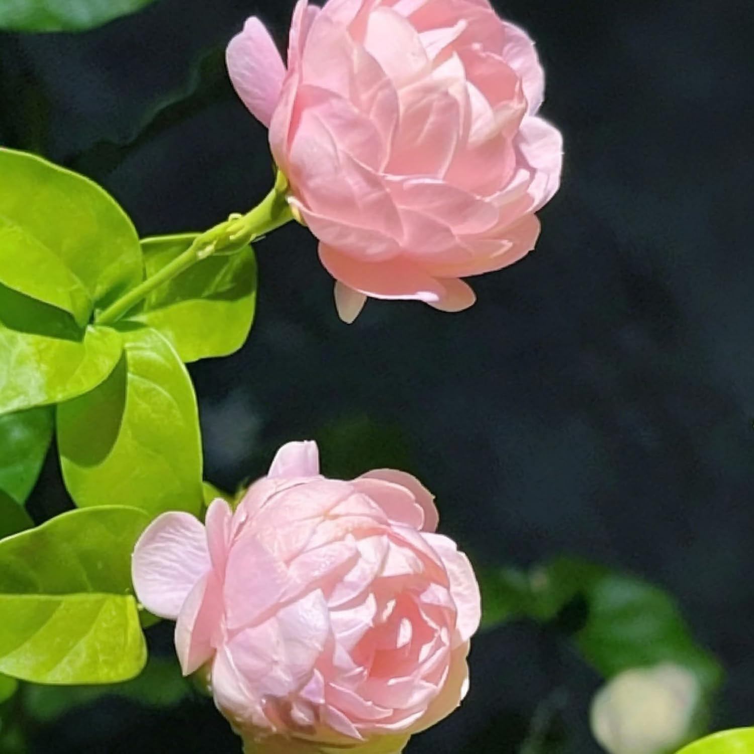 Mix Climbing Double Jasmine Seeds for Planting, 250+pcs Perennial Fragrant Climb