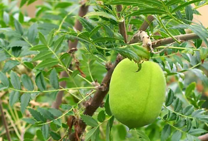Yellowhorn Xanthoceras sorbifolium, Tree Seeds