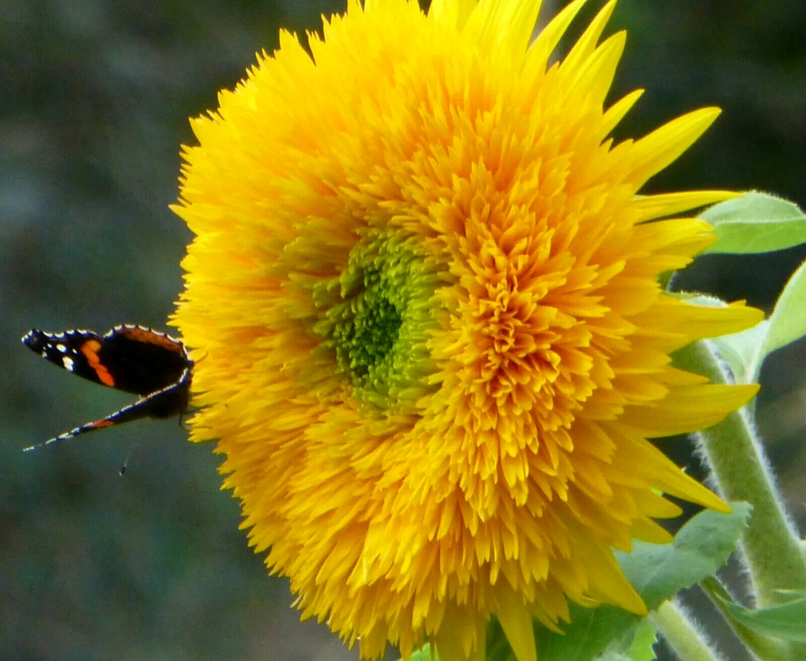 Double Tall Sungold Giant SunFlower 30 Fresh seeds Harvested in 2025~NonGMO