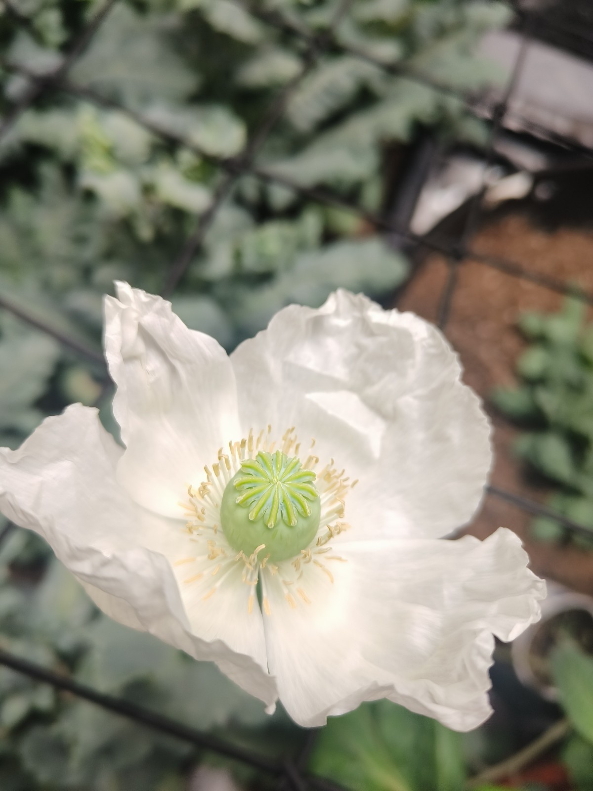 3,000 – 1 Gram Peshawar White Poppy Seeds – P. Somniferum – Giant & Solid White