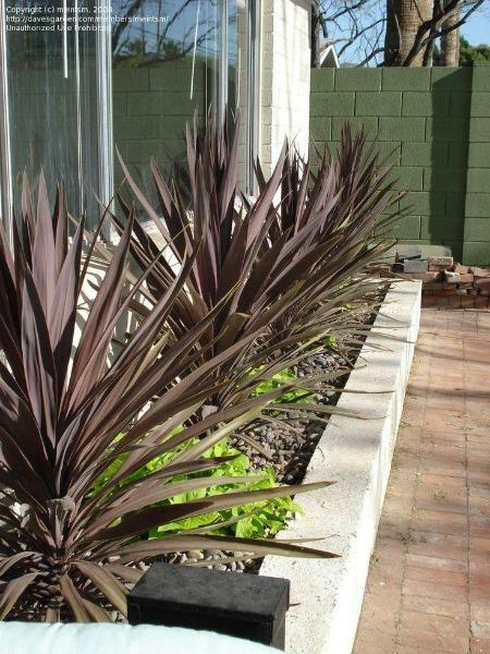 Cordyline obtecta Purpurea | Red Cabbaga Palm | 10 Seeds