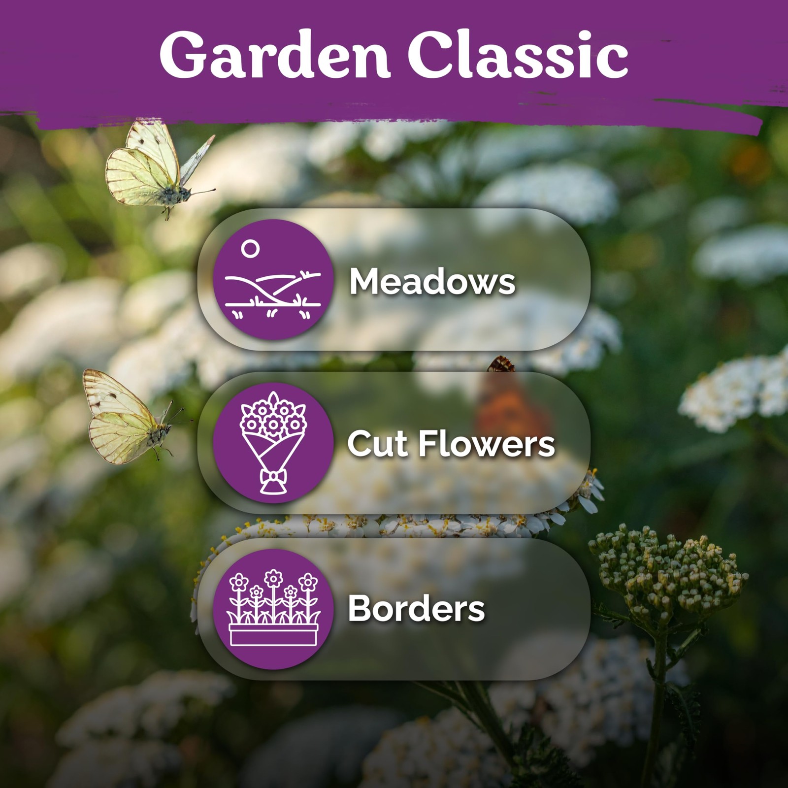 KVITER 7000 White Yarrow Seeds for Planting (Achillea Millefolium)