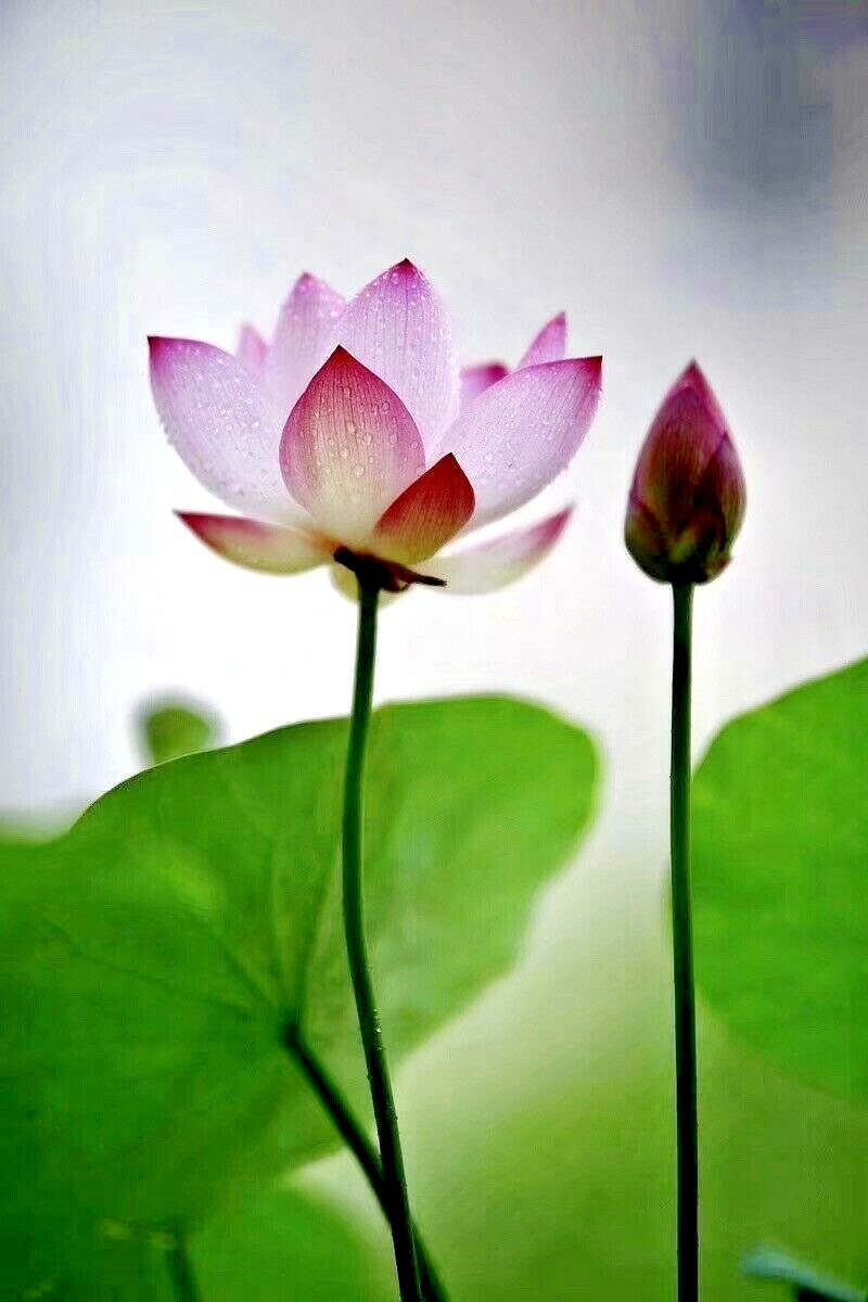 5 PURPLE LIP LOTUS SEEDS – Nelumbo Nucifera