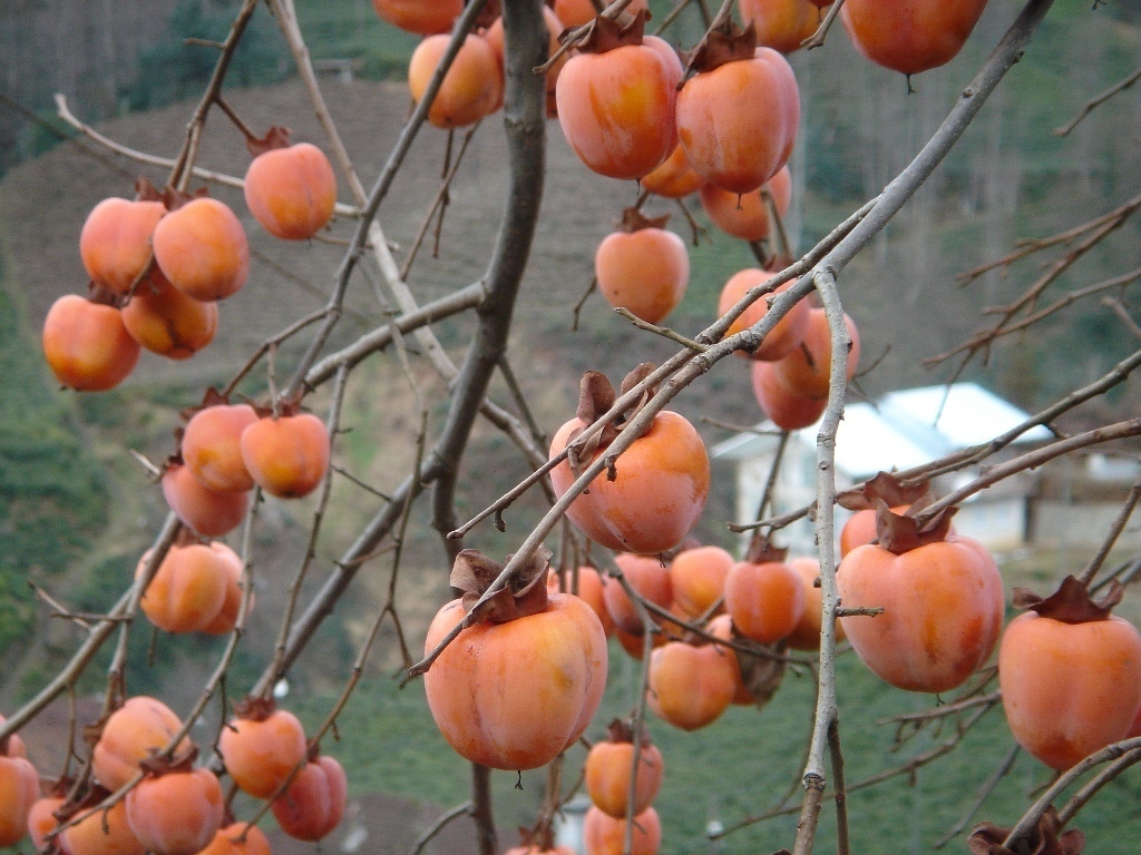 Diospyros kaki PERSIMMON TREE Seeds!