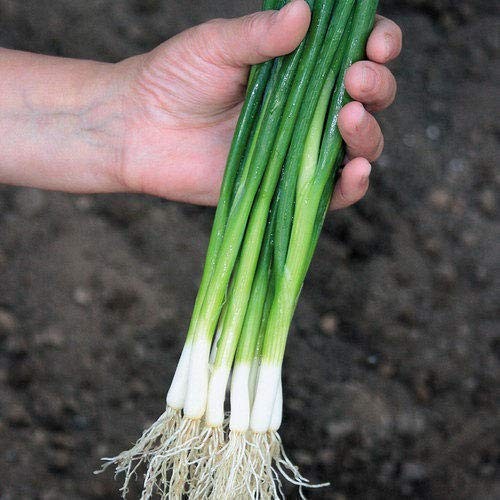 Seeds Bunching Green Onions Scallions 250+ Seeds for Planting Perennial small