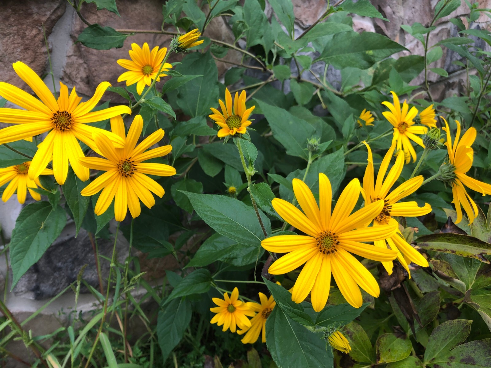 Sprouting Jerusalem Artichoke/Sunchoke – Individual Tubers For Planting
