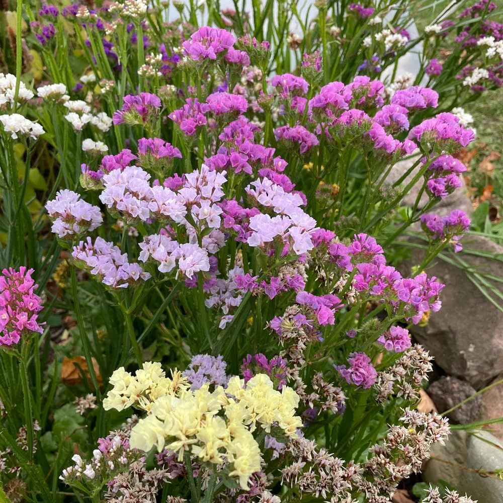 1000+ Mix Statice Pastel Seeds for Planting Outdoors-Annual Limonium Sinuatum Be